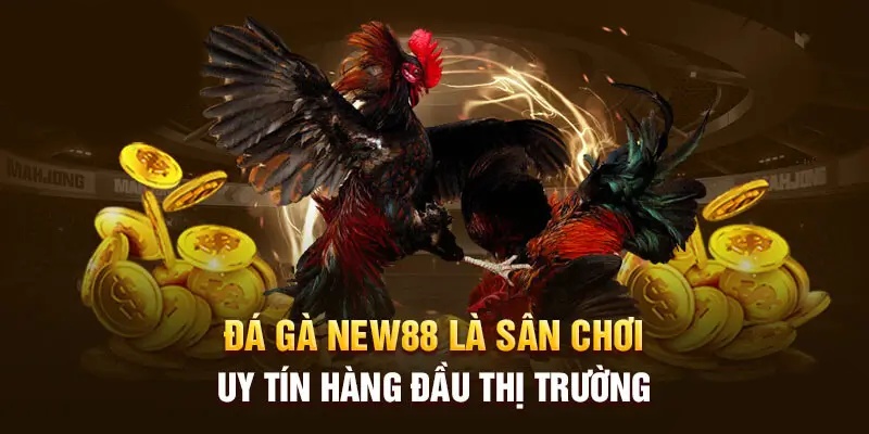 Tham gia cá cược đá gà từ các trường gà danh tiếng